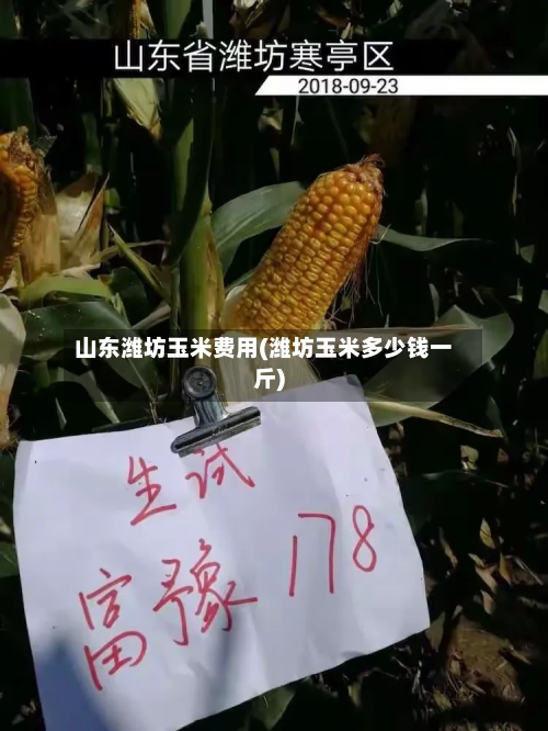 山东潍坊玉米费用(潍坊玉米多少钱一斤)-第2张图片