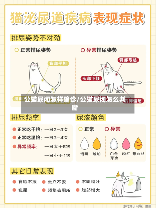 公猫尿闭怎样确诊/公猫尿闭怎么判断-第2张图片