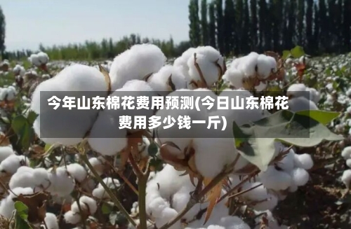 今年山东棉花费用预测(今日山东棉花费用多少钱一斤)