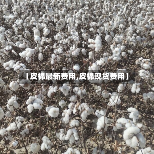 【皮棉最新费用,皮棉现货费用】
