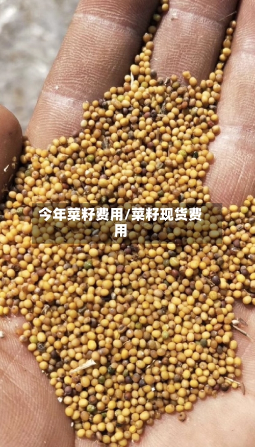 今年菜籽费用/菜籽现货费用-第3张图片
