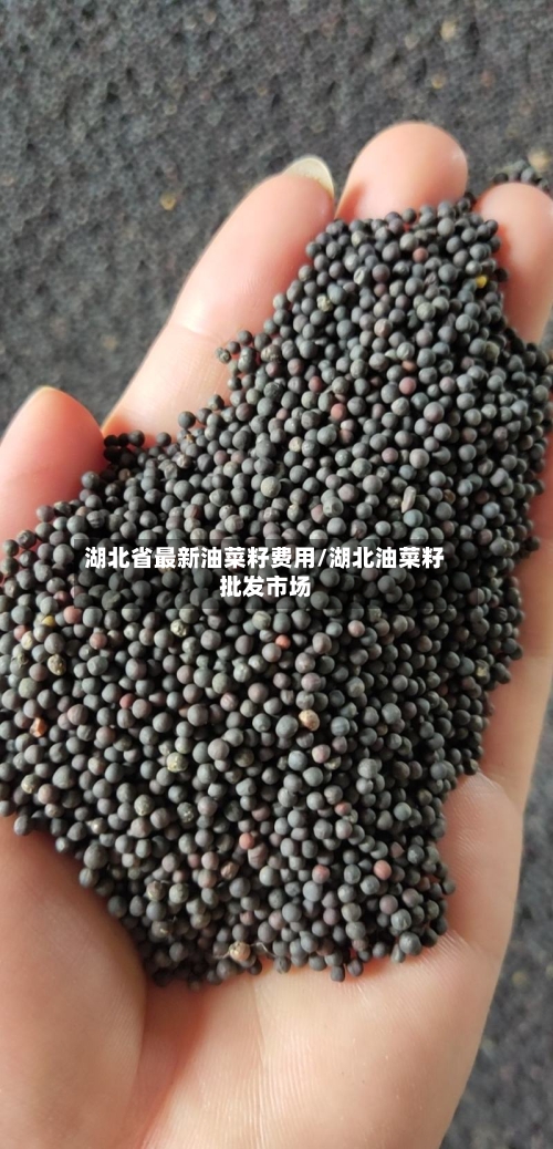 湖北省最新油菜籽费用/湖北油菜籽批发市场