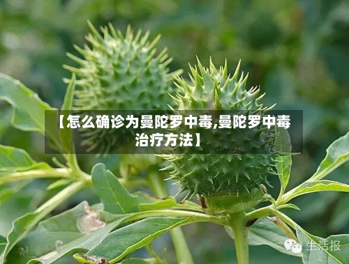 【怎么确诊为曼陀罗中毒,曼陀罗中毒治疗方法】