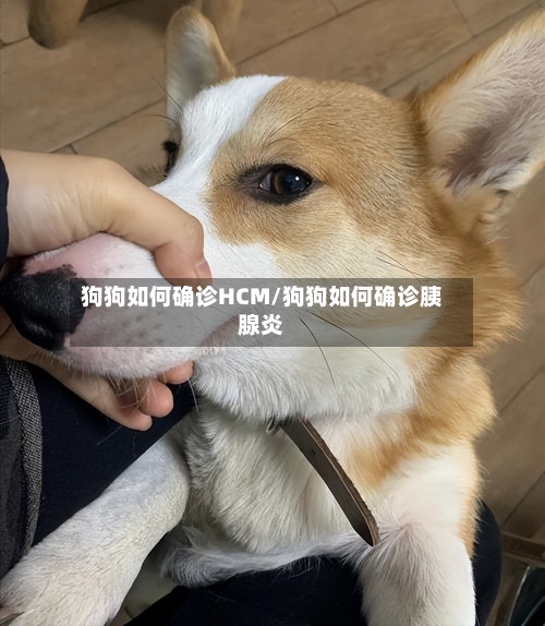 狗狗如何确诊HCM/狗狗如何确诊胰腺炎