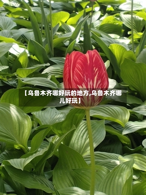 【乌鲁木齐哪好玩的地方,乌鲁木齐哪儿好玩】