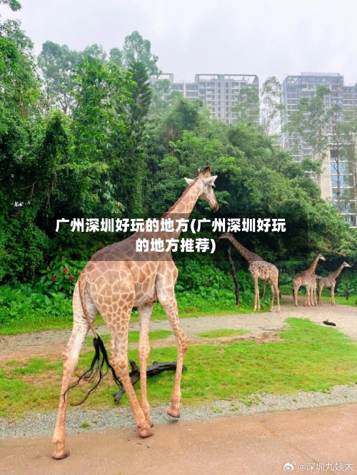 广州深圳好玩的地方(广州深圳好玩的地方推荐)