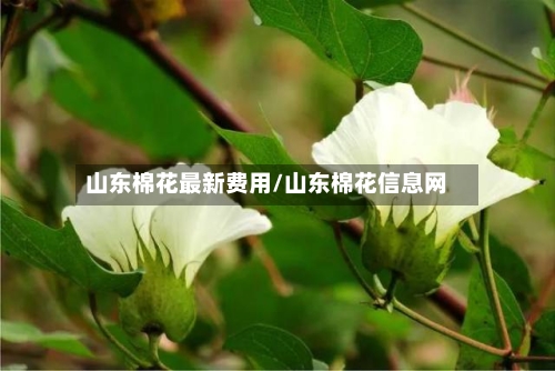 山东棉花最新费用/山东棉花信息网-第2张图片