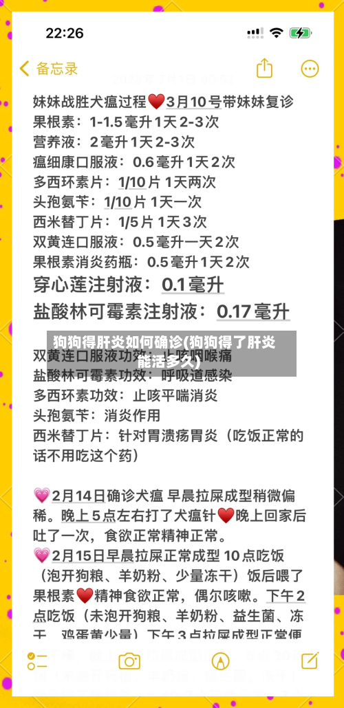 狗狗得肝炎如何确诊(狗狗得了肝炎能活多久)-第3张图片