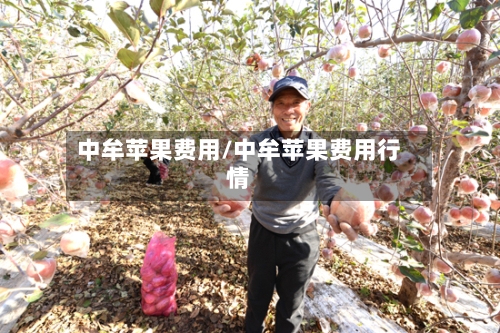 中牟苹果费用/中牟苹果费用行情