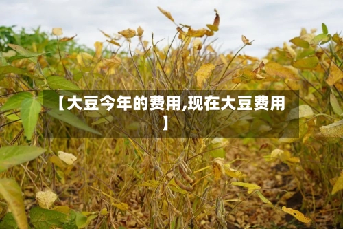 【大豆今年的费用,现在大豆费用】