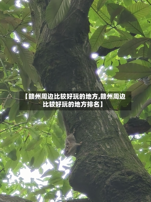 【赣州周边比较好玩的地方,赣州周边比较好玩的地方排名】-第2张图片
