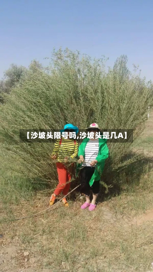 【沙坡头限号吗,沙坡头是几A】