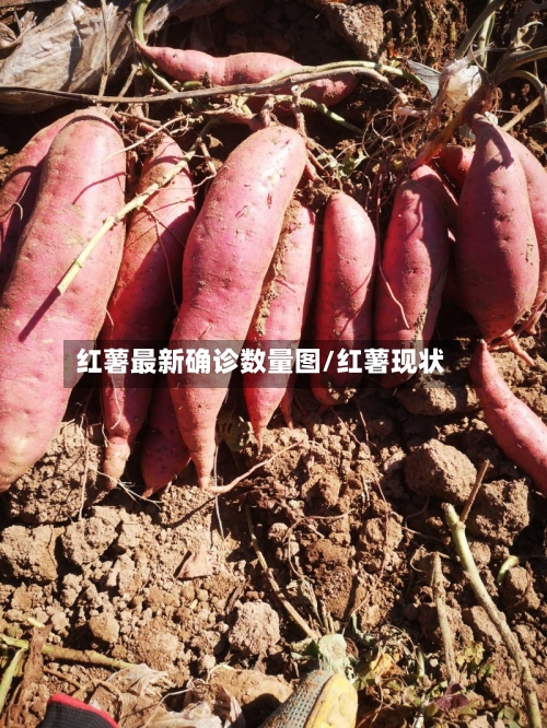 红薯最新确诊数量图/红薯现状-第2张图片