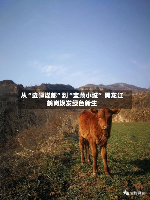 从“边疆煤都”到“宝藏小城” 黑龙江鹤岗焕发绿色新生-第2张图片