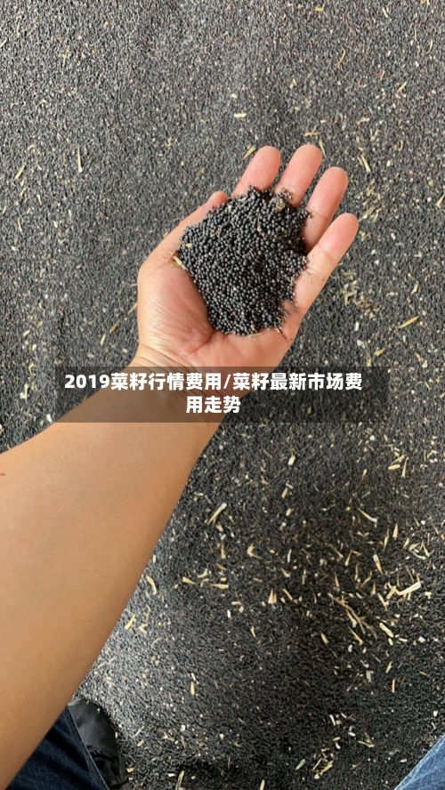 2019菜籽行情费用/菜籽最新市场费用走势-第2张图片