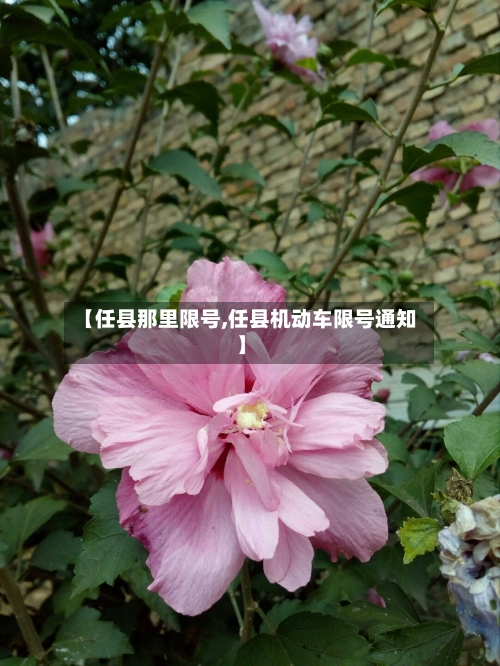 【任县那里限号,任县机动车限号通知】