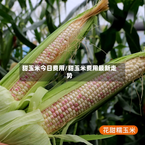甜玉米今日费用/甜玉米费用最新走势
