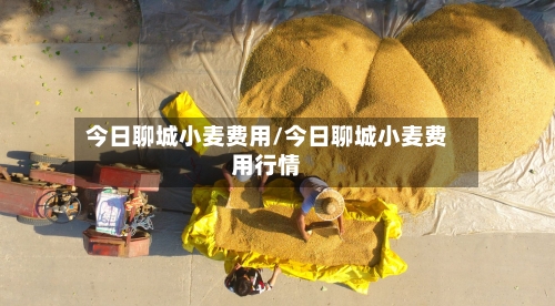 今日聊城小麦费用/今日聊城小麦费用行情
