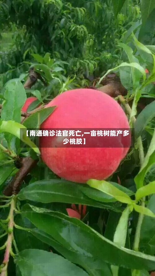 【南通确诊法官死亡,一亩桃树能产多少桃胶】