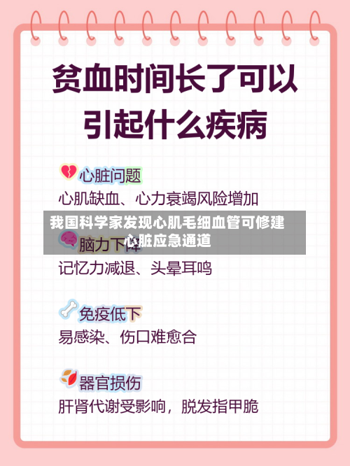 我国科学家发现心肌毛细血管可修建心脏应急通道-第3张图片
