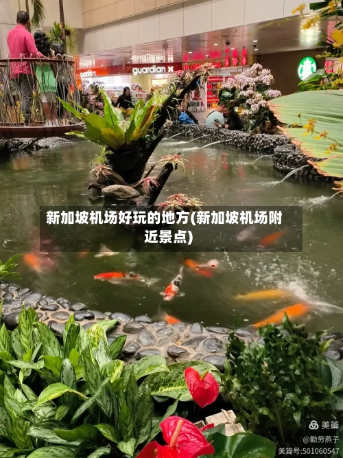 新加坡机场好玩的地方(新加坡机场附近景点)