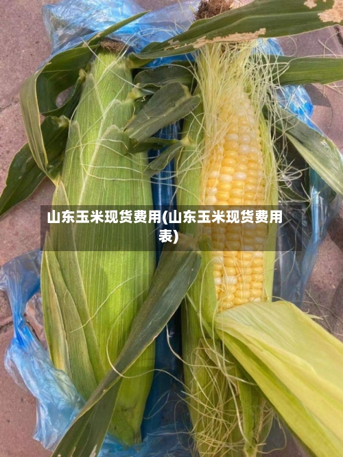 山东玉米现货费用(山东玉米现货费用表)