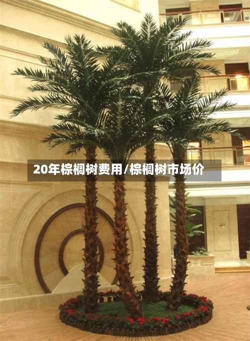 20年棕榈树费用/棕榈树市场价-第2张图片