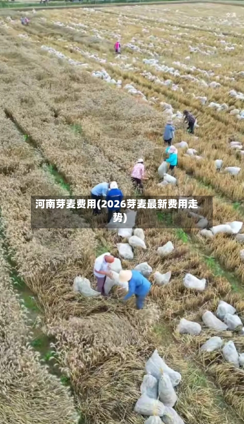 河南芽麦费用(2026芽麦最新费用走势)
