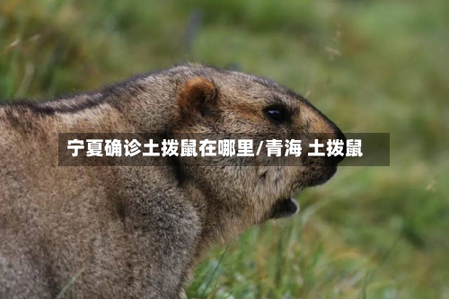 宁夏确诊土拨鼠在哪里/青海 土拨鼠
