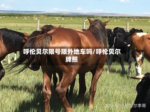 呼伦贝尔限号限外地车吗/呼伦贝尔牌照