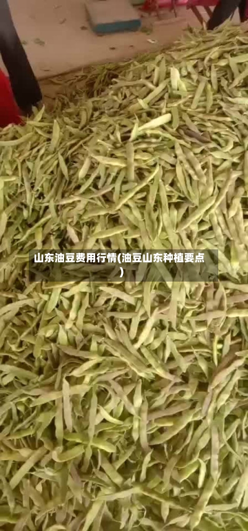 山东油豆费用行情(油豆山东种植要点)-第2张图片