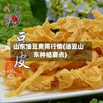 山东油豆费用行情(油豆山东种植要点)