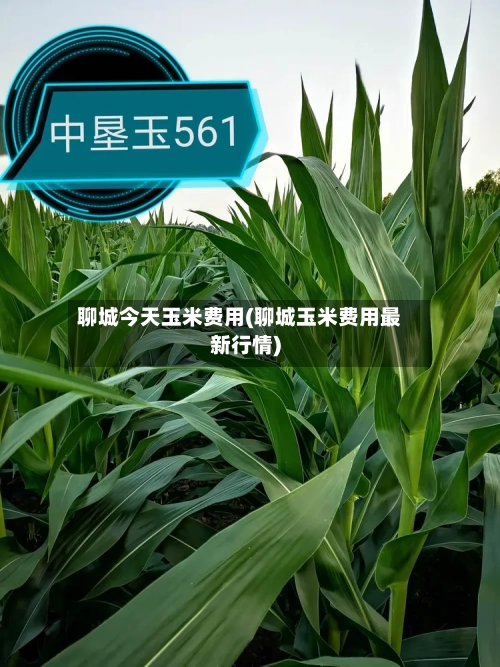聊城今天玉米费用(聊城玉米费用最新行情)-第2张图片