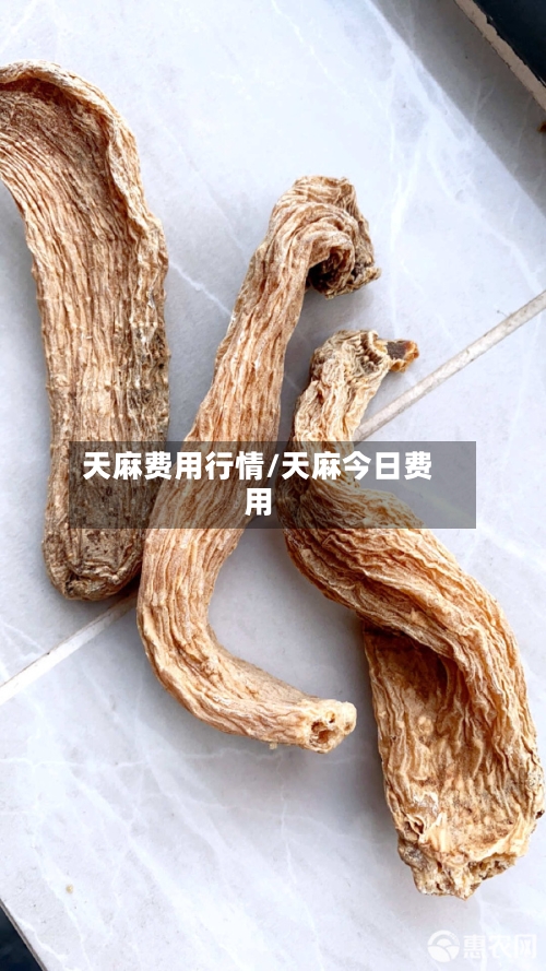 天麻费用行情/天麻今日费用