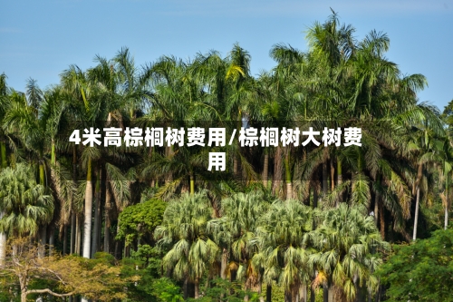 4米高棕榈树费用/棕榈树大树费用