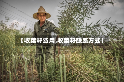 【收菜籽费用,收菜籽联系方式】-第3张图片