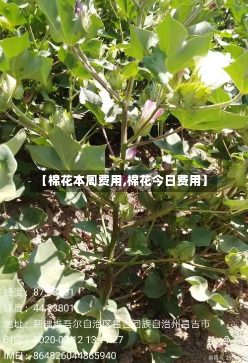 【棉花本周费用,棉花今日费用】-第2张图片