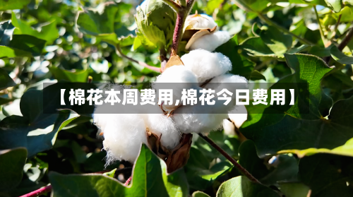 【棉花本周费用,棉花今日费用】