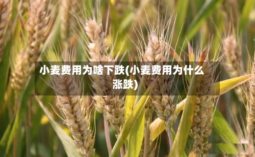 小麦费用为啥下跌(小麦费用为什么涨跌)