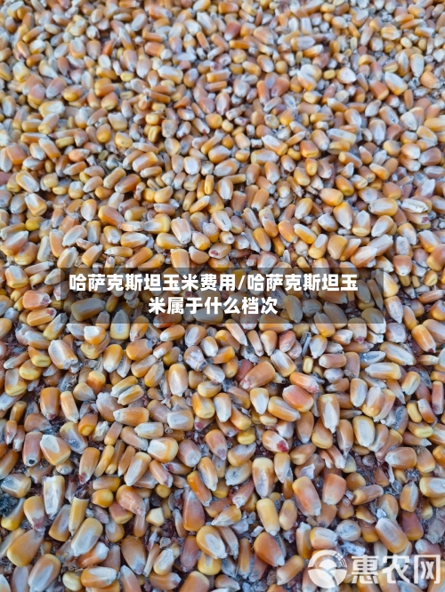 哈萨克斯坦玉米费用/哈萨克斯坦玉米属于什么档次-第2张图片