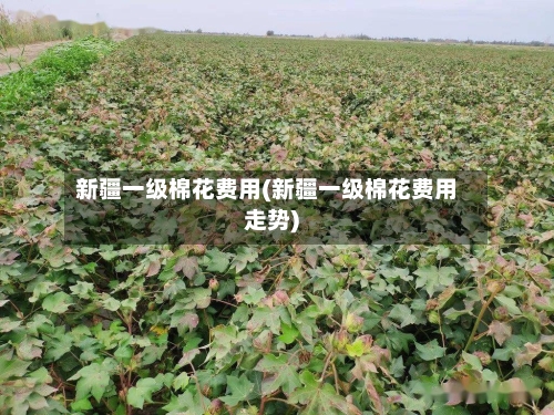 新疆一级棉花费用(新疆一级棉花费用走势)