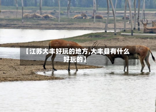 【江苏大丰好玩的地方,大丰县有什么好玩的】-第3张图片
