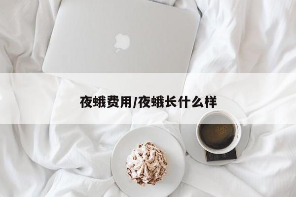 夜蛾费用/夜蛾长什么样